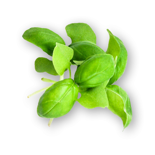 Micro Basil